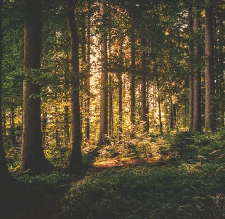 Traiter les essences de bois d’extérieur